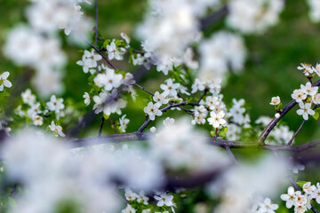 cherry blossoms in the orchard in spring