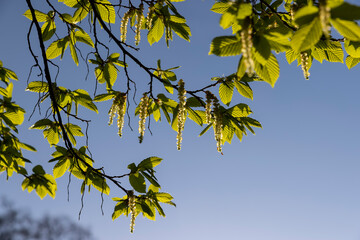 green foliage on hornbeam tree in spring bloom