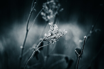 Black and white photo of tall grass covered with white frost in the cold season. Nature in...