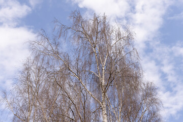 tall old birch during flowering and without foliage