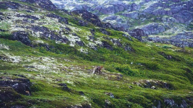 The fox hunts lemmings and birds in the mountain tundra during daylight hours because it is a polar day, Eastern Scandinavia. The coast of the Barents Sea within the Kola Peninsula.