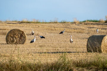 Storks ( Ciconiidae ) on a stubble field between hay bales