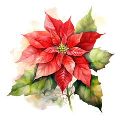 watercolor drawing of a poinsettia flower and leaves, isolated