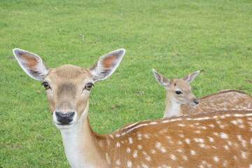 Fallow deer fawn and doe together in a grassland landscape close up