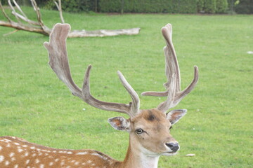 Naklejka na ściany i meble Fallow deer buck with large new antlers together in a grassland landscape close up