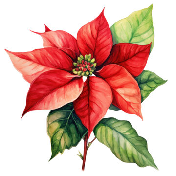 watercolor drawing of a poinsettia flower and leaves isolated