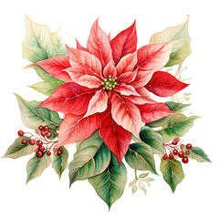 poinsettia watercolor illustration, watercolorist