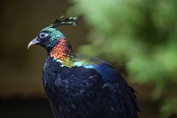Himalayan monal (male) - Lophophorus impejanus