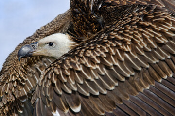 Rüppell's vulture - Gyps rueppelli