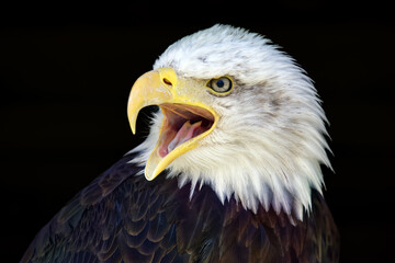 Bald eagle - Haliaeetus leucocephalus