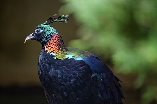 Himalayan monal (male) - Lophophorus impejanus