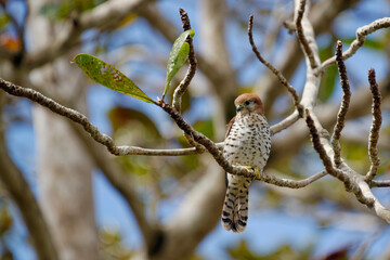 Mauritius kestrel - Falco punctatus - obrazy, fototapety, plakaty