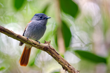 Mauritius paradise flycatcher - Terpsiphone bourbonnensis desolata