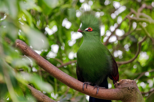 Guinea turaco - Tauraco persa