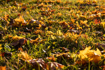 Maple foliage that has changed color in autumn