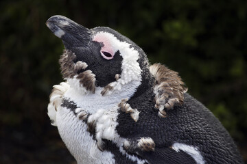 African penguin - Spheniscus demersus
