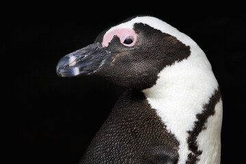 African penguin - Spheniscus demersus
