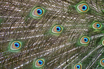 Indian peafowl feathers (male) - Pavo cristatus