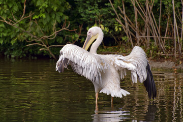 Great white pelican - Pelecanus onocrotalus