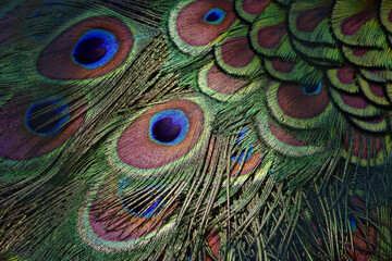 Indian peafowl feathers (male) - Pavo cristatus