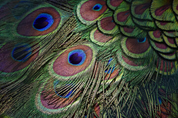 Fototapeta premium Indian peafowl feathers (male) - Pavo cristatus