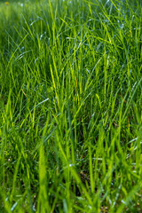 growing in a field of green grass in sunny spring weather