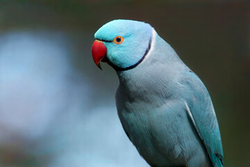 Indian ringneck parakeet (blue morph) - Psittacula krameri - obrazy, fototapety, plakaty