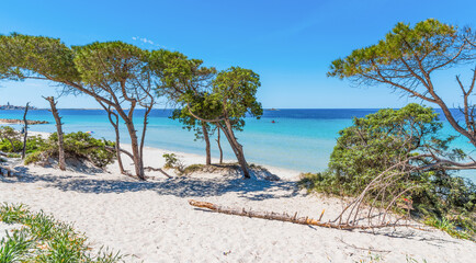 White sand and pine trees in Alghero