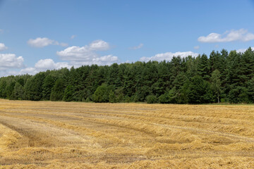 golden dry stubble on wheat in the field in summer