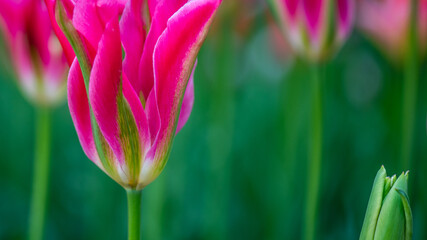 tulips in spring