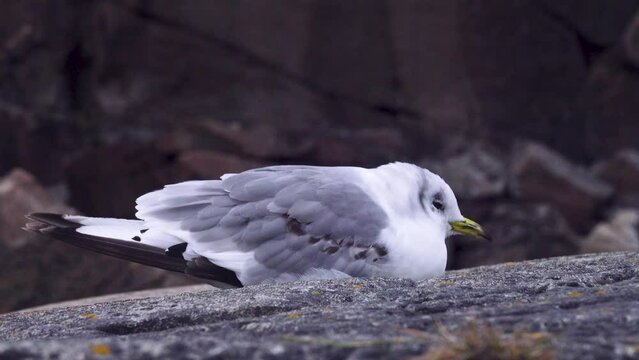 Sick seagull kittiwake (Rissa tridactyla). the coast of the Barents Sea