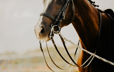 Portrait of a bay horse with a leather bridle on its muzzle and a lead rope on a summer foggy day. Equestrian sports and equestrian life. Horse riding.