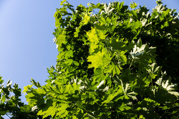 beautiful maple tree foliage with green foliage