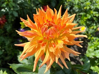 Dahlia flower beautiful orange yellow petals.