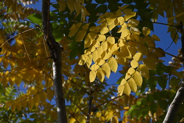 Aralia elata f.subinermis tree's yellow leaves and berries. Araliaceae deciduous shrub. This tree has fewer spines than the Aralia elata tree. Flowers bloom in summer and berries ripen in fall.