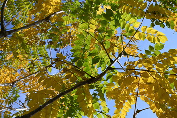 Aralia elata f.subinermis tree's yellow leaves and berries. Araliaceae deciduous shrub. This tree has fewer spines than the Aralia elata tree. Flowers bloom in summer and berries ripen in fall.