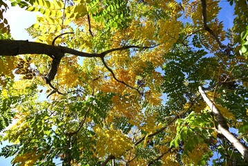 Fototapeta premium Aralia elata f.subinermis tree's yellow leaves and berries. Araliaceae deciduous shrub. This tree has fewer spines than the Aralia elata tree. Flowers bloom in summer and berries ripen in fall.