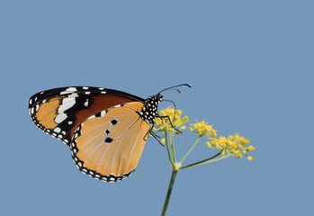A beautiful female plain tiger butterfly (Danaus chrysippus) on a yellow fennel flower