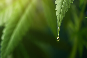 CBD oil dripping from hemp leaf. CBD oil extract. Medical cannabis sativa extraction. Hemp herbal...