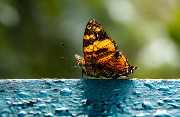 Borboleta