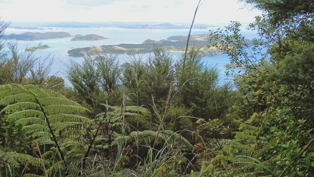 Native forest and islands on the Cape Brett Peninsula hike, Bay of Islands, Northland, New Zealand