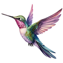 Fototapeta premium hummingbird and flower