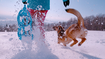 CLOSE UP, LOW ANGLE VIEW: Flying snowflakes behind lady and dog running in snow - obrazy, fototapety, plakaty