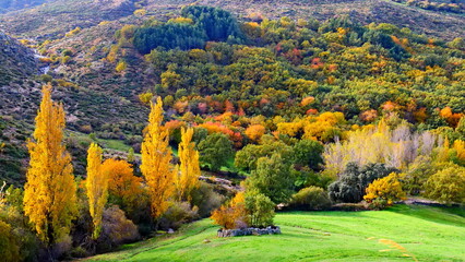 Fototapeta premium paisaje de colores de otoño arboleda campo