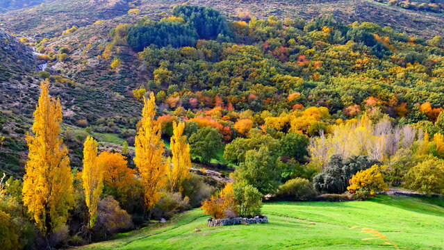 paisaje de colores de otoño arboleda campo