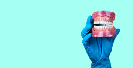The doctor's hand with a light blue glove holds a jaw model with all the teeth. Dental clinic...