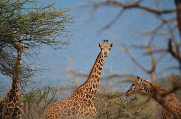 giraffe in the savannah
