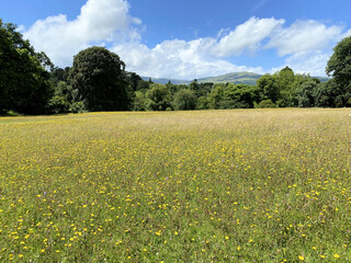 A view of the North Wales Countryside near Conwy