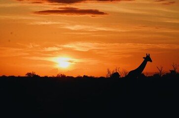 silhouette of a giraff