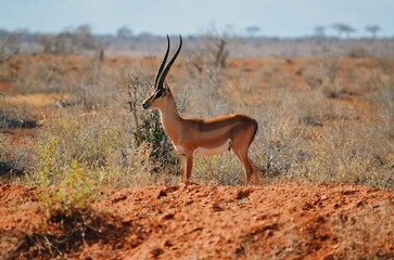 impala in the savannah